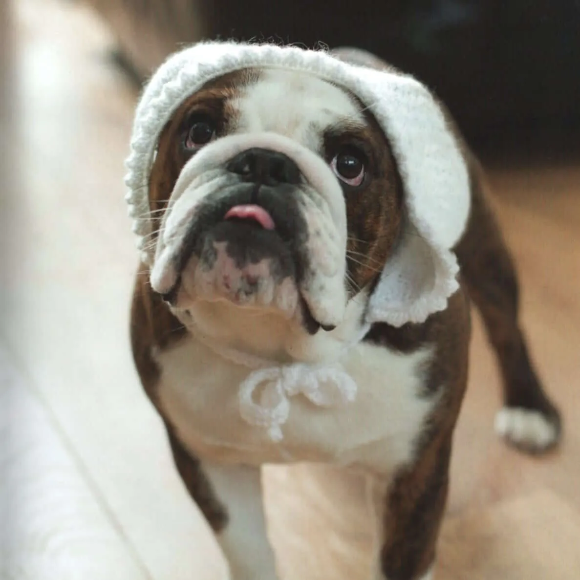 Outrageously Adorable Dog Knits: 25 Must-Have Styles for the Pampered Pooch