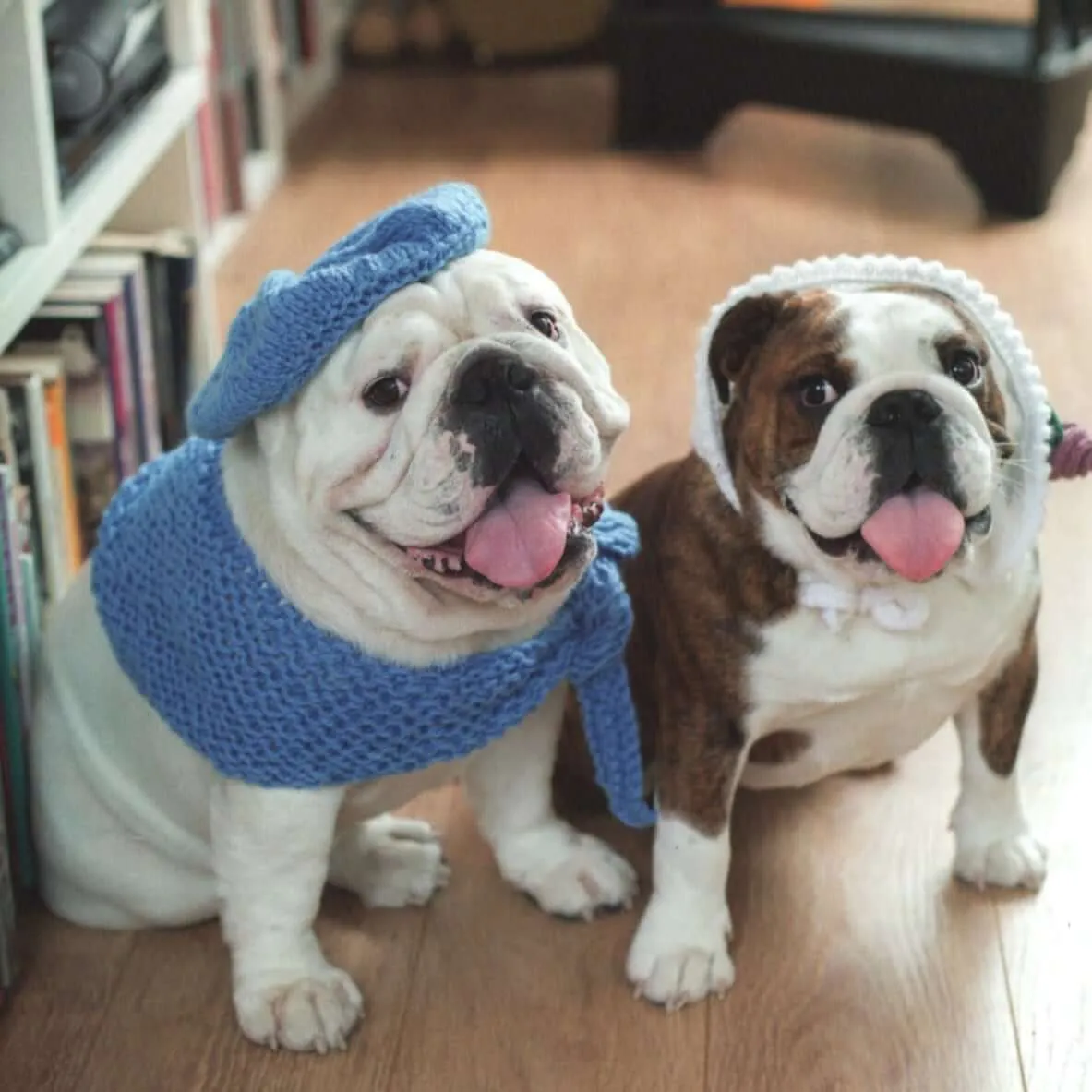 Outrageously Adorable Dog Knits: 25 Must-Have Styles for the Pampered Pooch