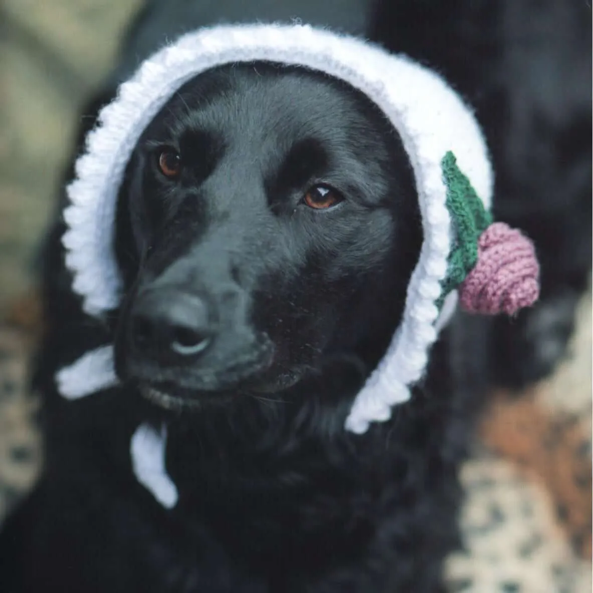 Outrageously Adorable Dog Knits: 25 Must-Have Styles for the Pampered Pooch