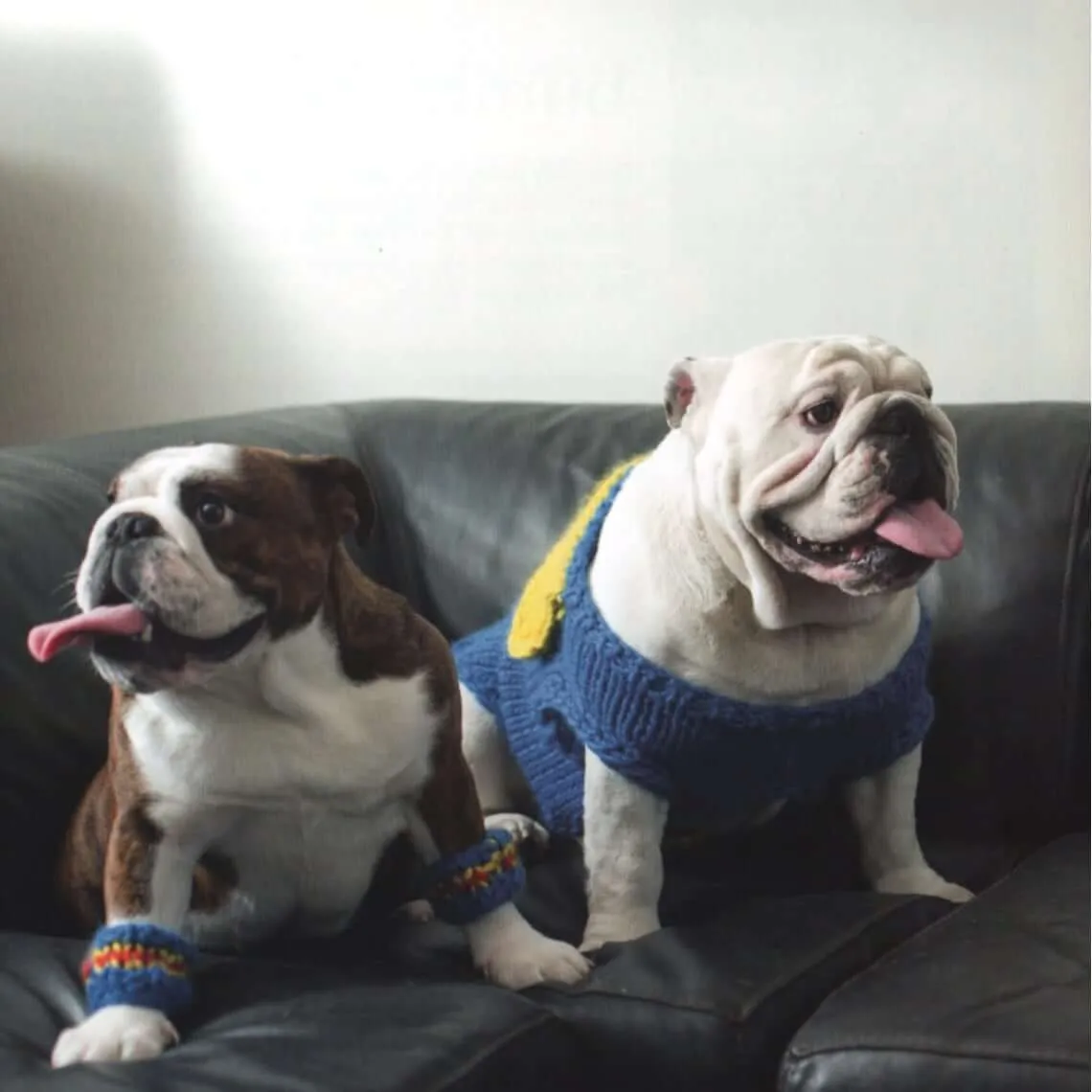 Outrageously Adorable Dog Knits: 25 Must-Have Styles for the Pampered Pooch