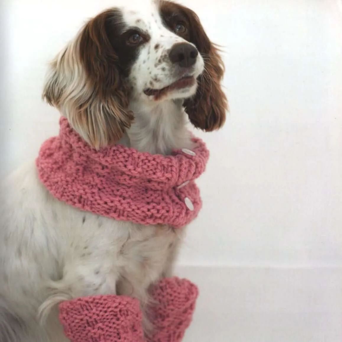 Outrageously Adorable Dog Knits: 25 Must-Have Styles for the Pampered Pooch